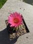 Preview: Notocactus submammulosus